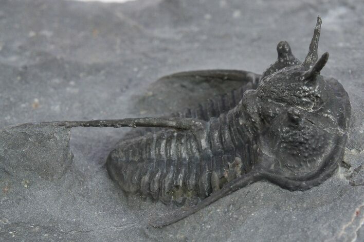 Devil Horned Cyphaspis Walteri Trilobite - Mrakib, Morocco #348374